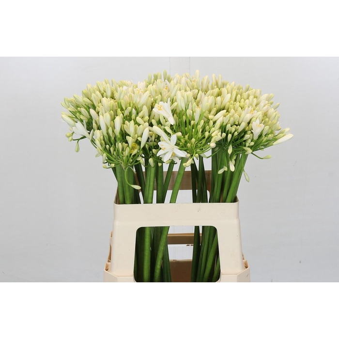 <h4>Agapanthus Gletsjer</h4>