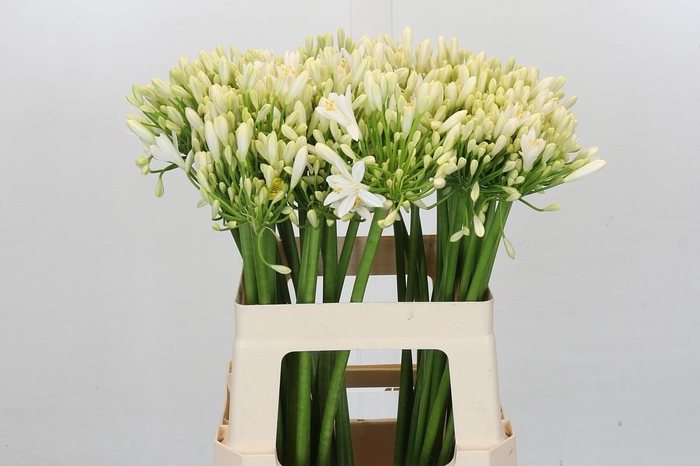 <h4>Agapanthus Gletsjer</h4>
