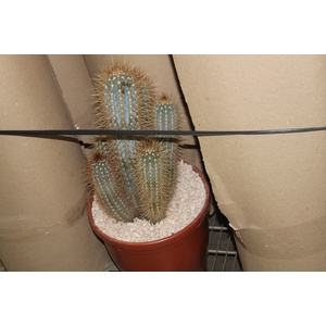 CACTUS XIQUE XIQUE P30