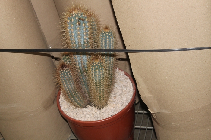 <h4>CACTUS XIQUE XIQUE P30</h4>