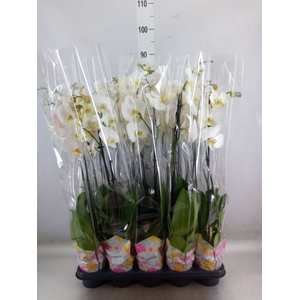Phalaenopsis   ...white