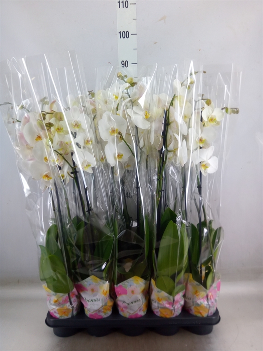 <h4>Phalaenopsis   ...white</h4>