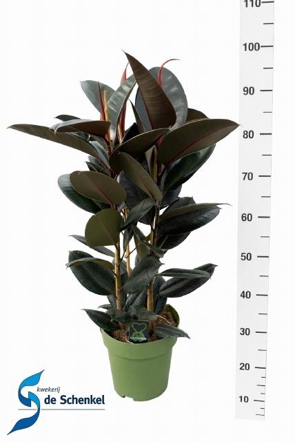 <h4>FIC EL ABIDJAN</h4>