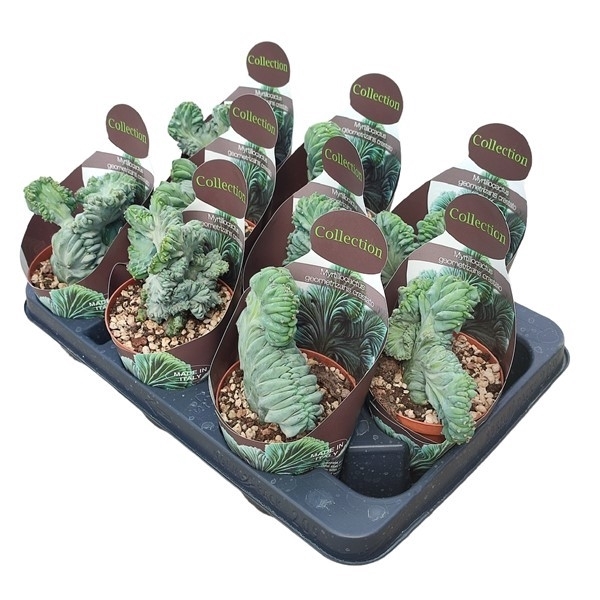 <h4>MYRTILLOCACTUS GEOMETRIZANS CRESTATO - POT Ø 10,5 COLLECTION WITH POTCOVER (CACTUS)</h4>