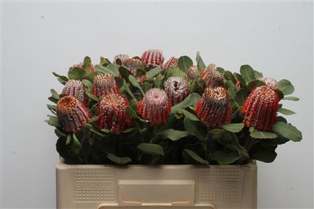 <h4>Banksia Coccinea</h4>