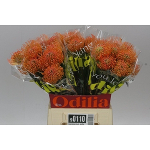 Leucospermum Ayoba Peach