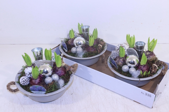 <h4>ARR HYACINTH</h4>