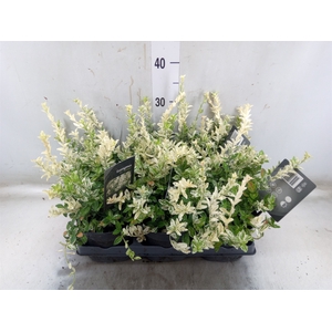 Euonymus fortunei 'Harlequin'