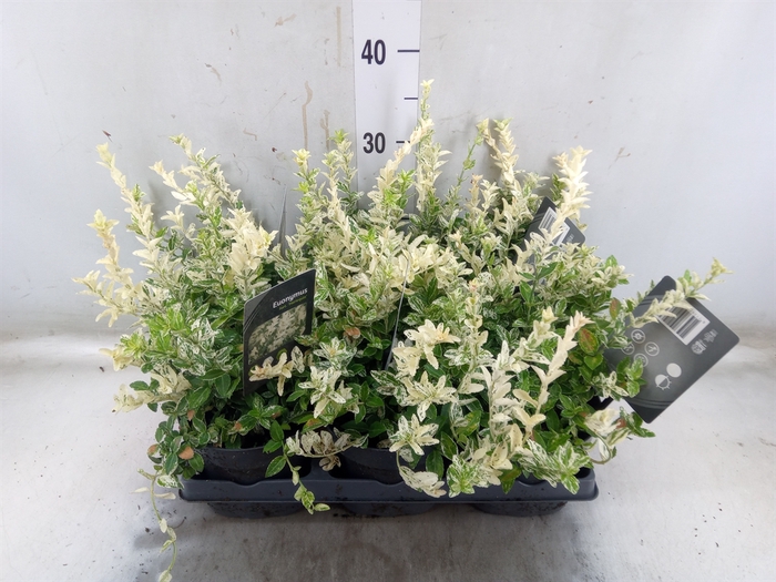 <h4>Euonymus fortunei 'Harlequin'</h4>