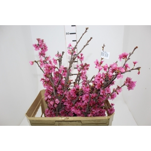 FOLH CEREJEIRA JAPONESA