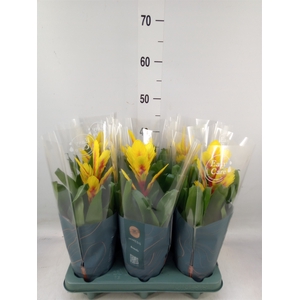 Vriesea  'Intenso Yellow Flame'