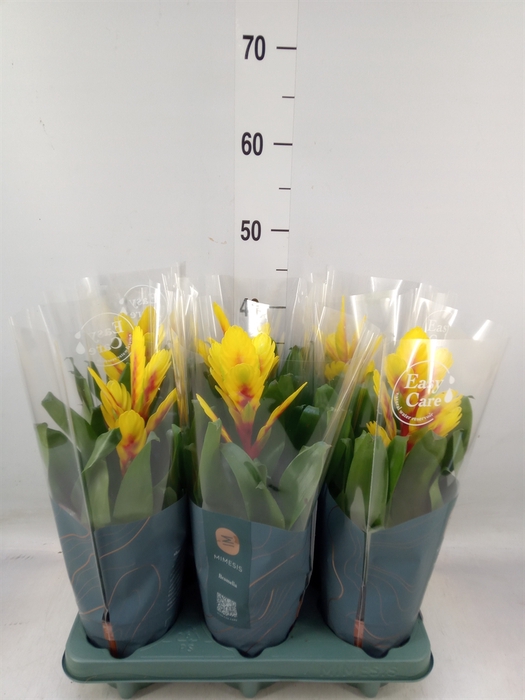 <h4>Vriesea  'Intenso Yellow Flame'</h4>