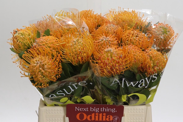 <h4>Nutans Soleil</h4>