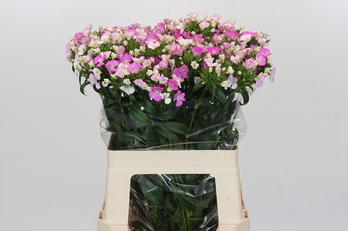 <h4>Dianthus Br Amazon Rose Magic</h4>