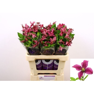 CLEMATIS INSPIRATION