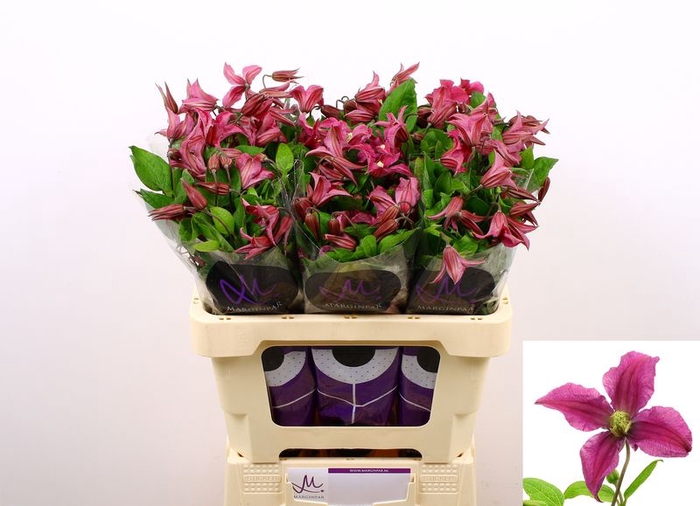 CLEMATIS INSPIRATION