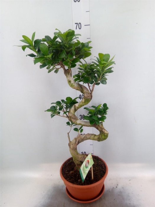 <h4>Ficus microcarpa 'Ginseng'</h4>