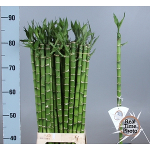 DRAC LUCKY BAMBOO