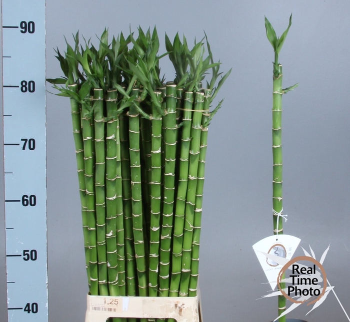<h4>DRAC LUCKY BAMBOO</h4>