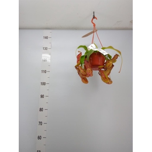 Nepenthes    ...
