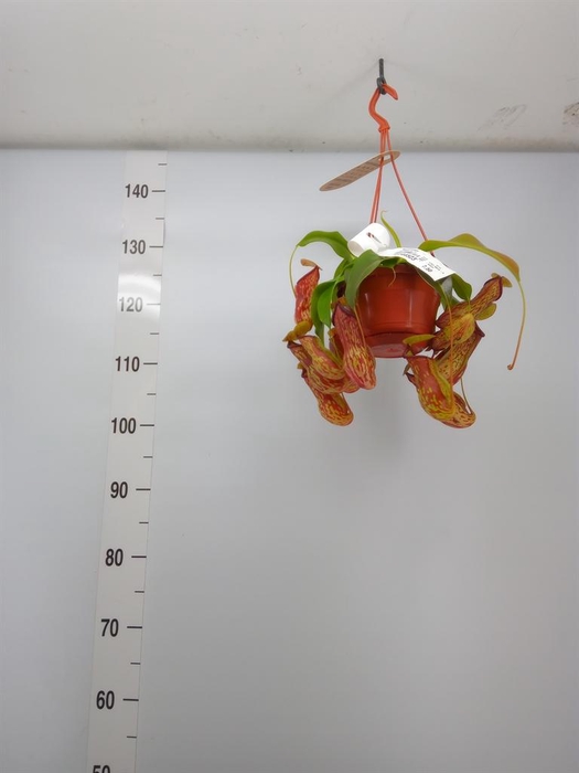 <h4>Nepenthes    ...</h4>