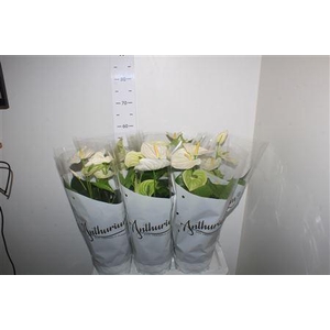 Anthu An Alpine 6+ P17