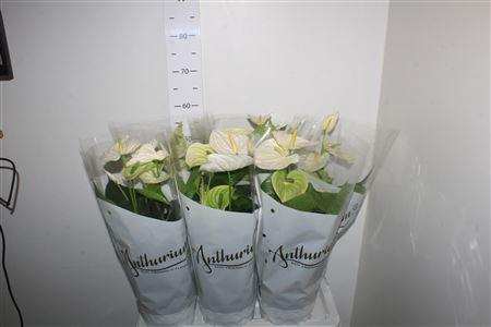 <h4>Anthu An Alpine 6+ P17</h4>