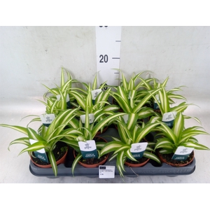 Chlorophytum com. 'Variegatum'