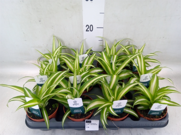 <h4>Chlorophytum com. 'Variegatum'</h4>