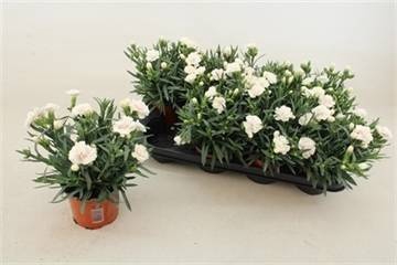 <h4>DIAN S TR WHITNEY</h4>
