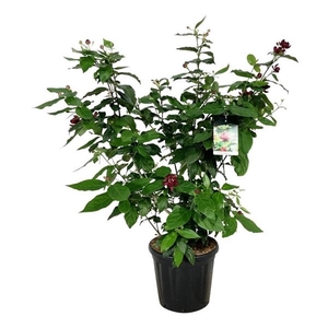 Calycanthus r. 'Aphrodite'