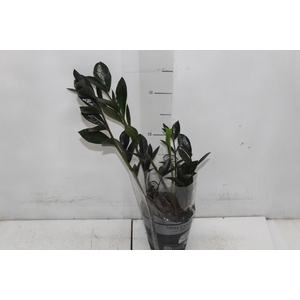 ZAMIOCULCAS DARK ZAMICRO P11