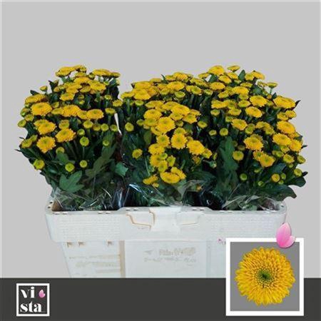 <h4>Chr San Aurinko</h4>