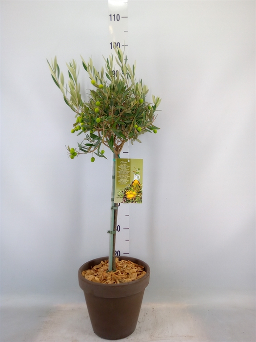 <h4>Arr.   Tuinplanten H%</h4>