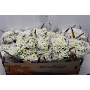 CRISANTEMO BOLA BELGA P11 BRANCO