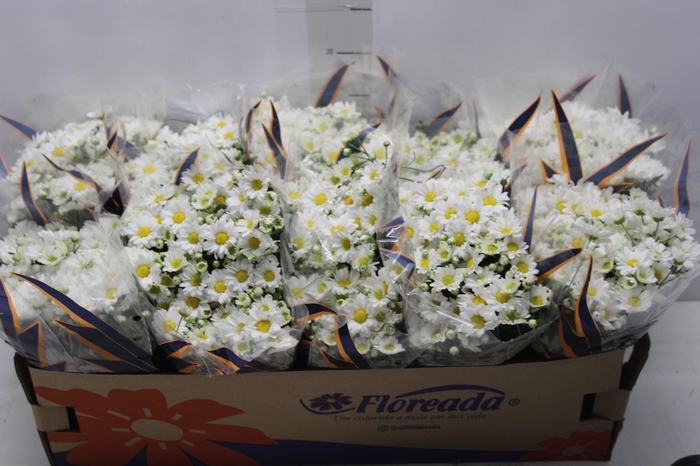 <h4>CRISANTEMO BOLA BELGA P11 BRANCO</h4>