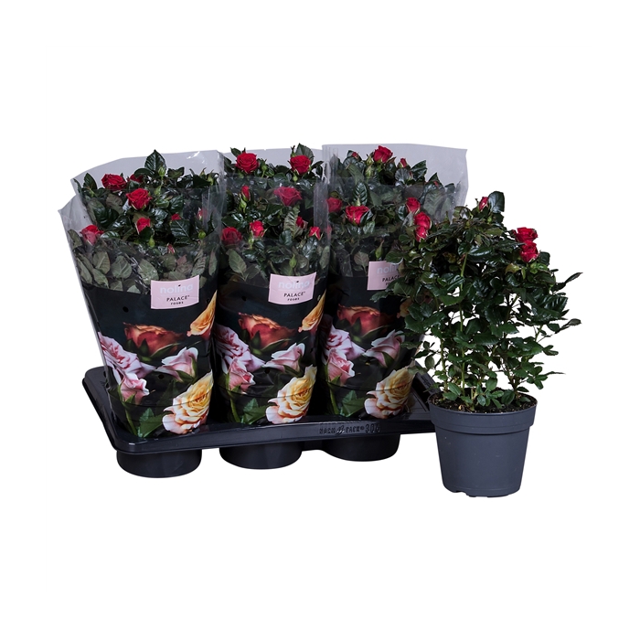 <h4>Nolina Palace Ø 17 cm Red st. 0-1</h4>