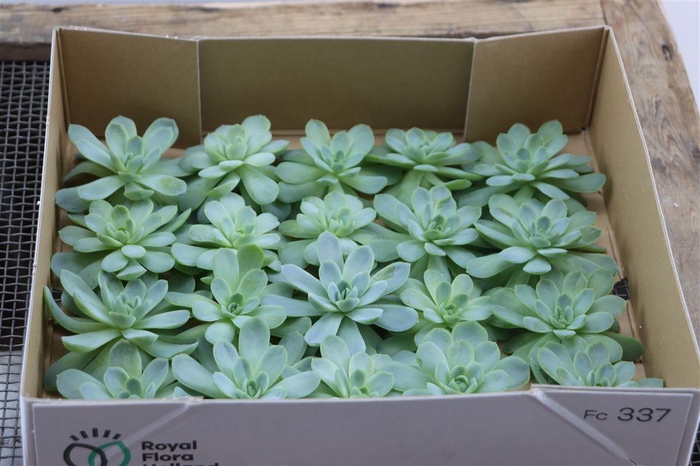 <h4>Echeveria Zonnestraal Klein X20</h4>