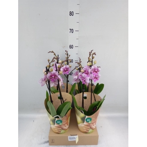 Phalaenopsis   ...lilac