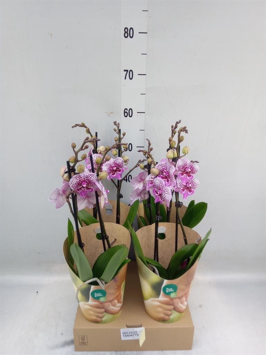 <h4>Phalaenopsis   ...lilac</h4>