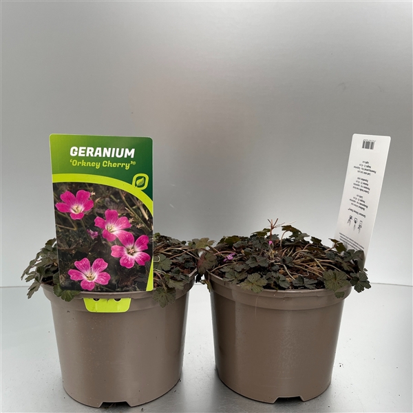 <h4>Geranium 'Orkney Cherry'®</h4>