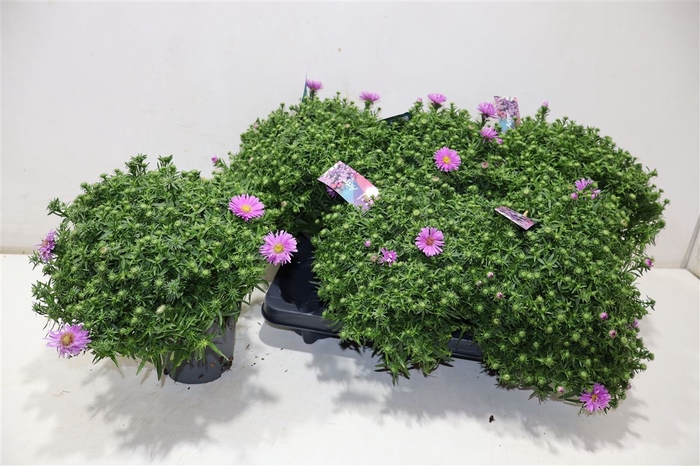 <h4>Aster D Al Ligh Pink</h4>
