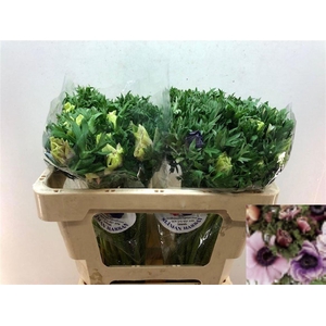 ANEM CO GALIL PASTEL