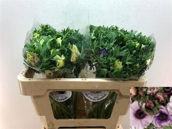 <h4>ANEM CO GALIL PASTEL</h4>