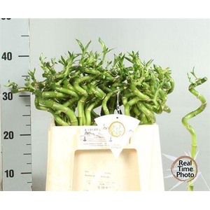 Drac S Lucky Bamboo