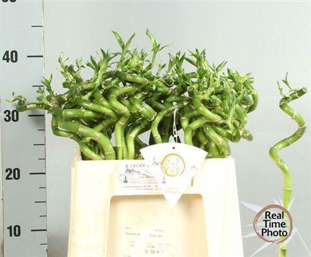 <h4>Drac S Lucky Bamboo</h4>