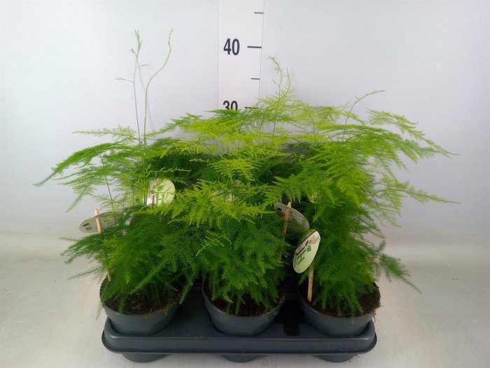 <h4>Asparagus setaceus</h4>