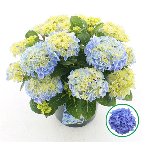 <h4>Hydrangea macr. Blauw C5 (23cm.) Kn.</h4>