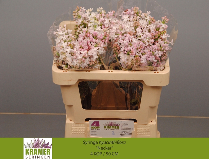 <h4>SYR HY NECKER</h4>