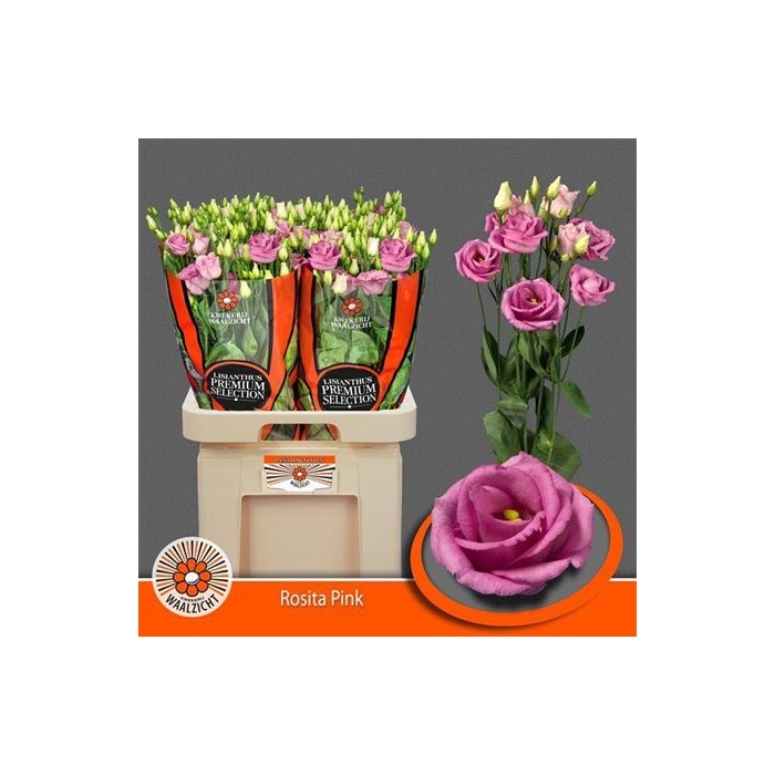 <h4>Eus G Rosi Rose Pink</h4>